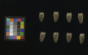 seed