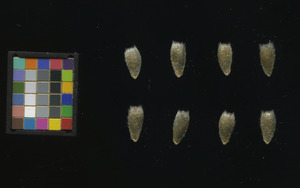 seed