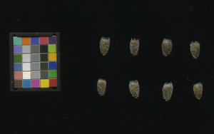 seed