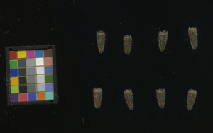 seed