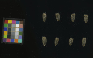 seed