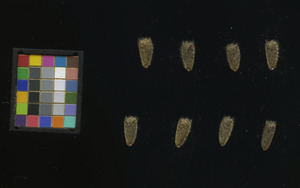 seed