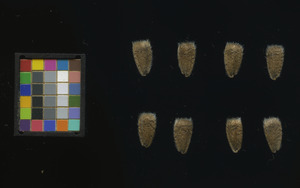 seed