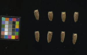 seed