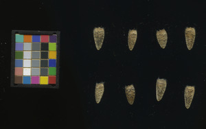seed