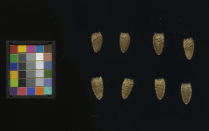 seed