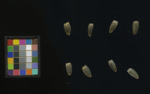 seed