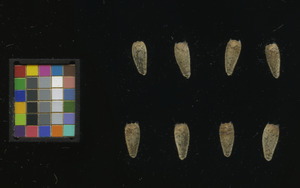 seed