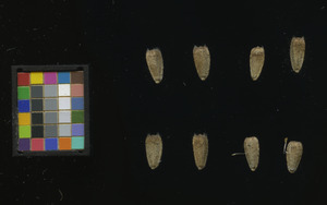 seed
