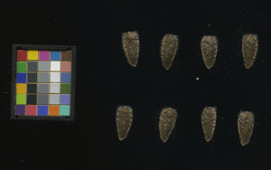 seed