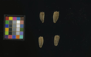 seed