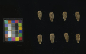 seed