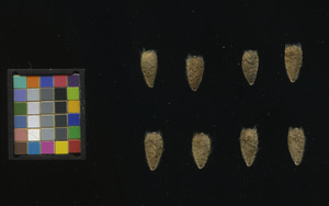 seed