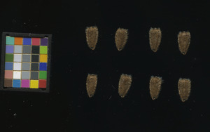 seed