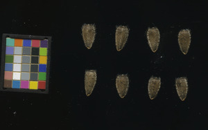 seed
