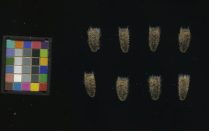 seed