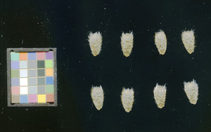 seed