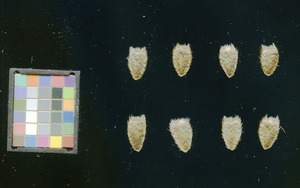 seed