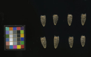 seed