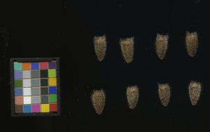 seed