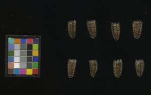 seed