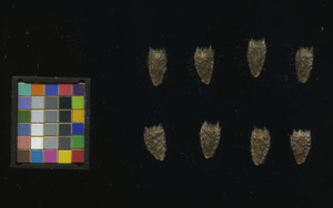 seed