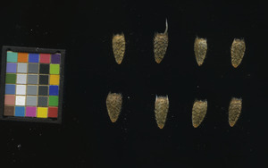 seed