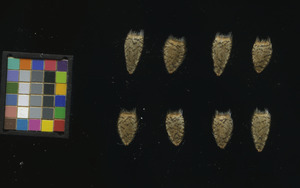 seed