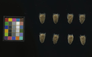 seed