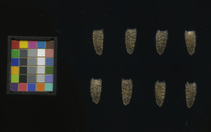 seed