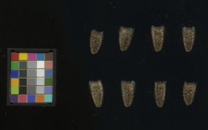 seed