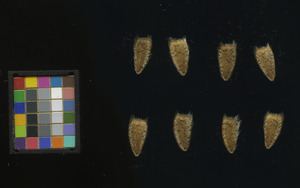 seed