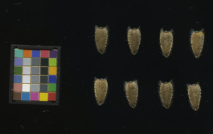 seed