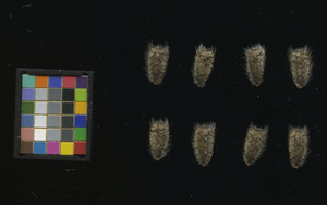 seed