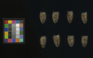 seed
