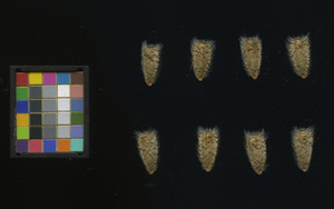 seed