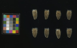 seed