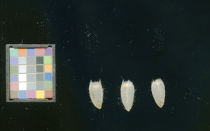 seed