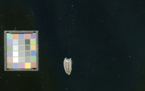 seed