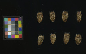seed