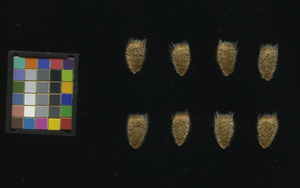 seed