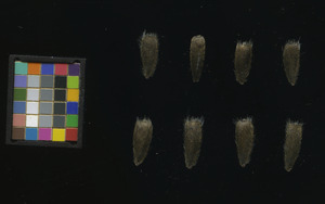 seed