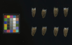 seed