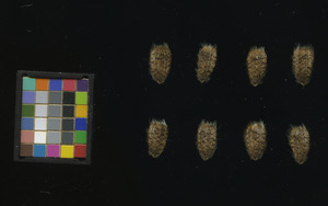 seed