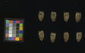 seed