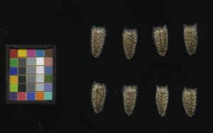 seed
