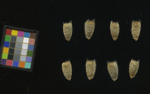 seed