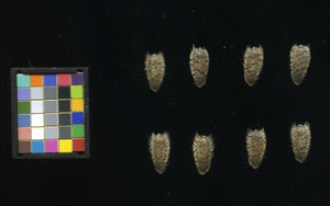 seed