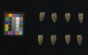 seed