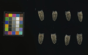 seed